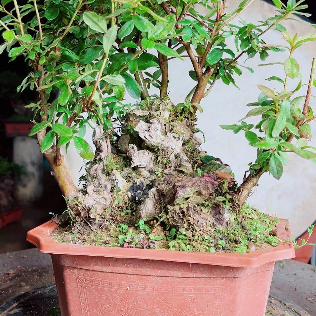 爱**树杜鹃杜鹃杜鹃杜鹃