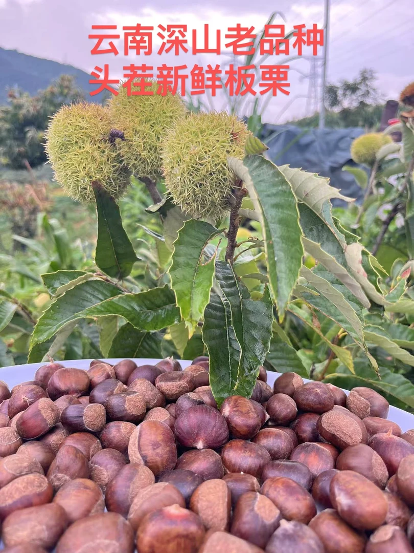 云南高山老树新鲜带壳板栗粉糯香甜易剥内皮