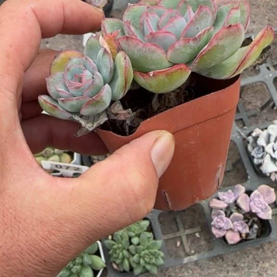 241晨露多肉植物的
