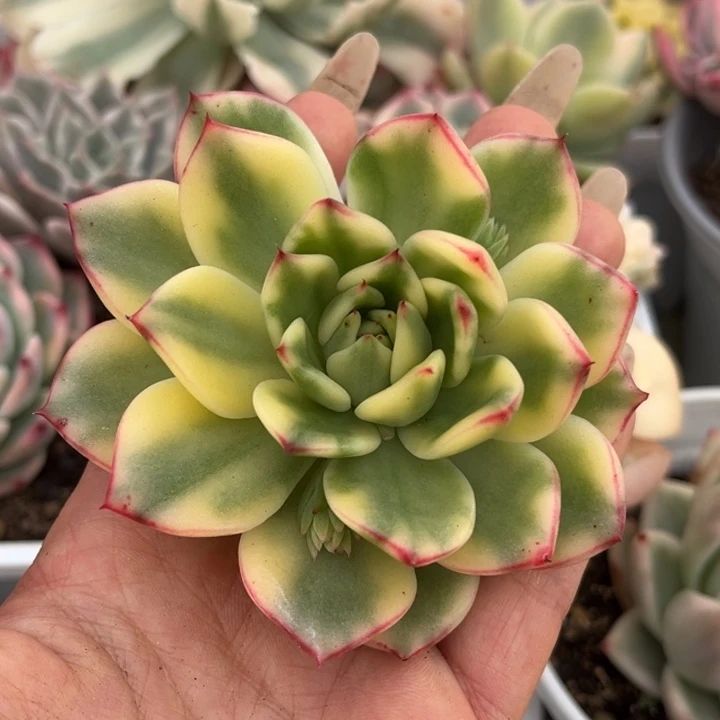 阿诗娜锦头盖一颗价格