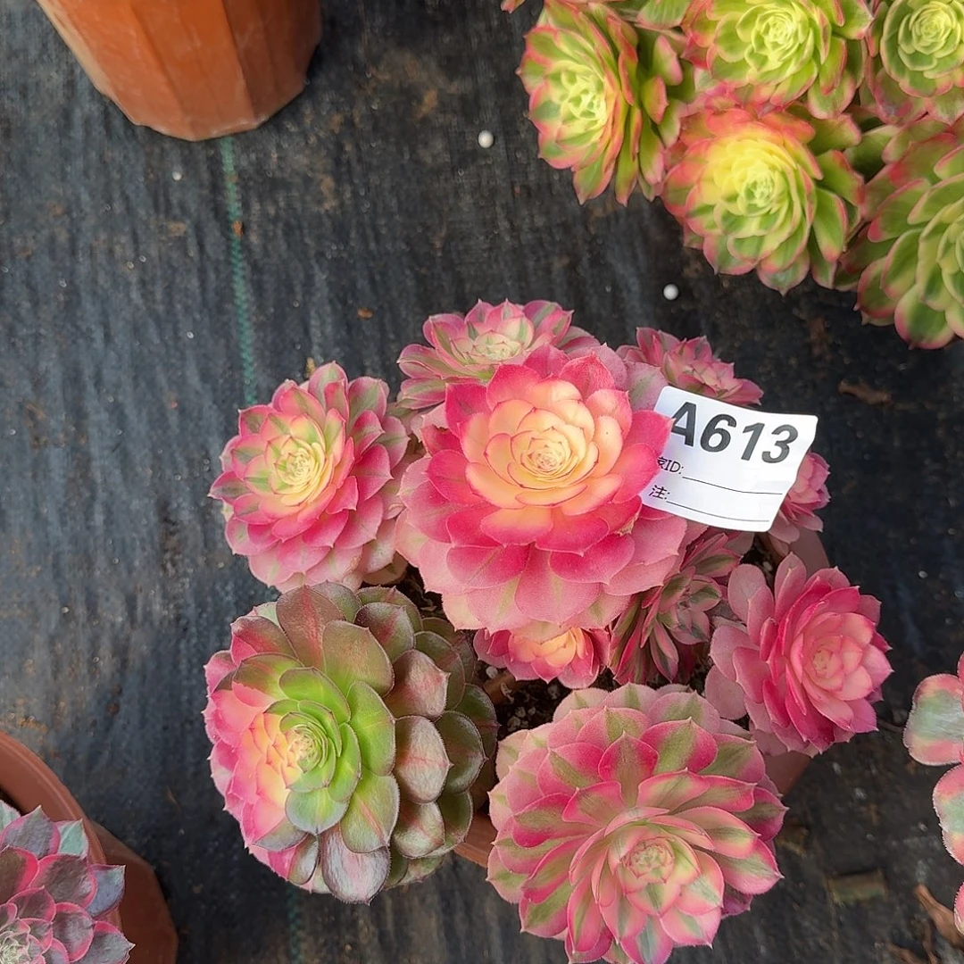 倾城多肉法师a613