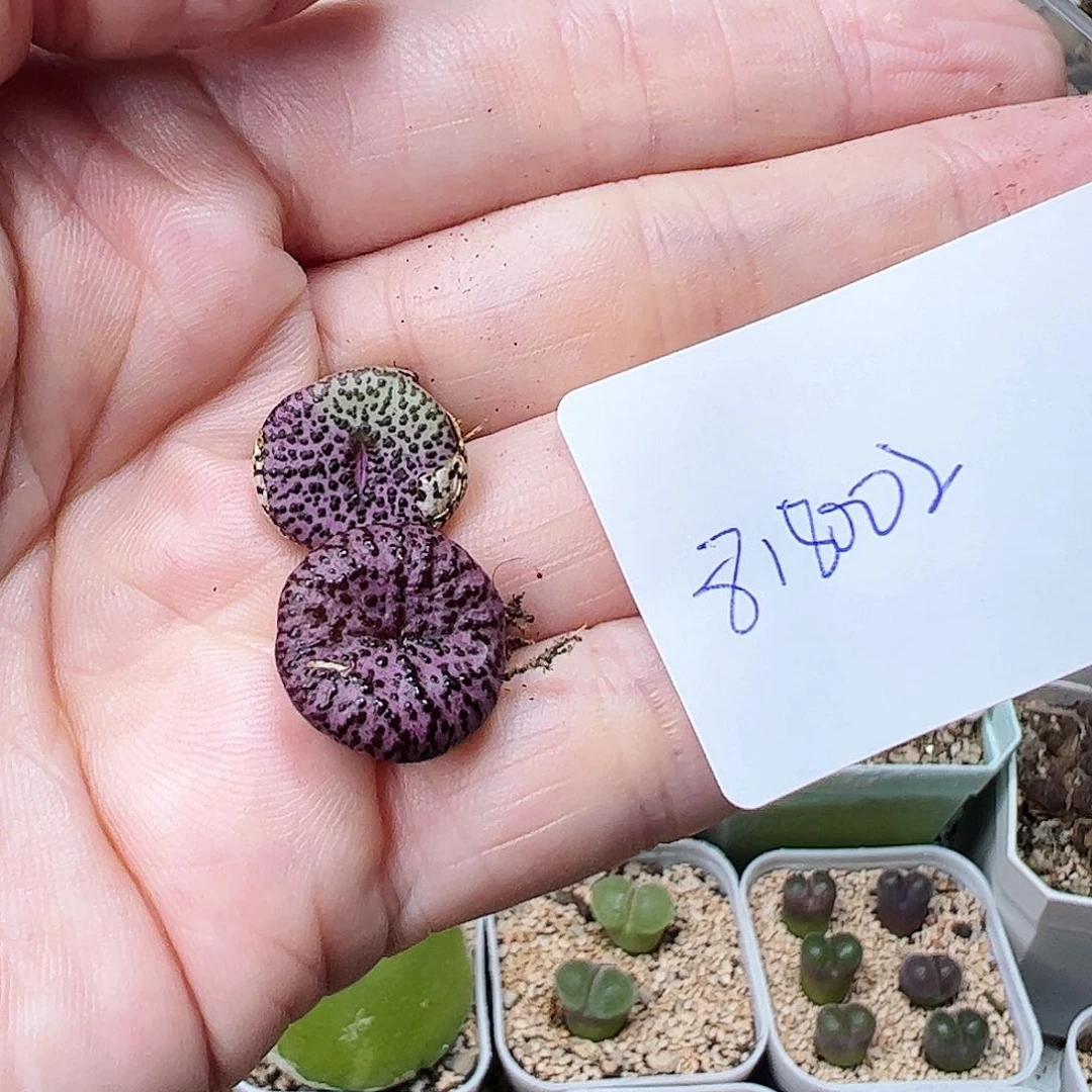 无花朵花*?818002/拿铁多肉植物馆