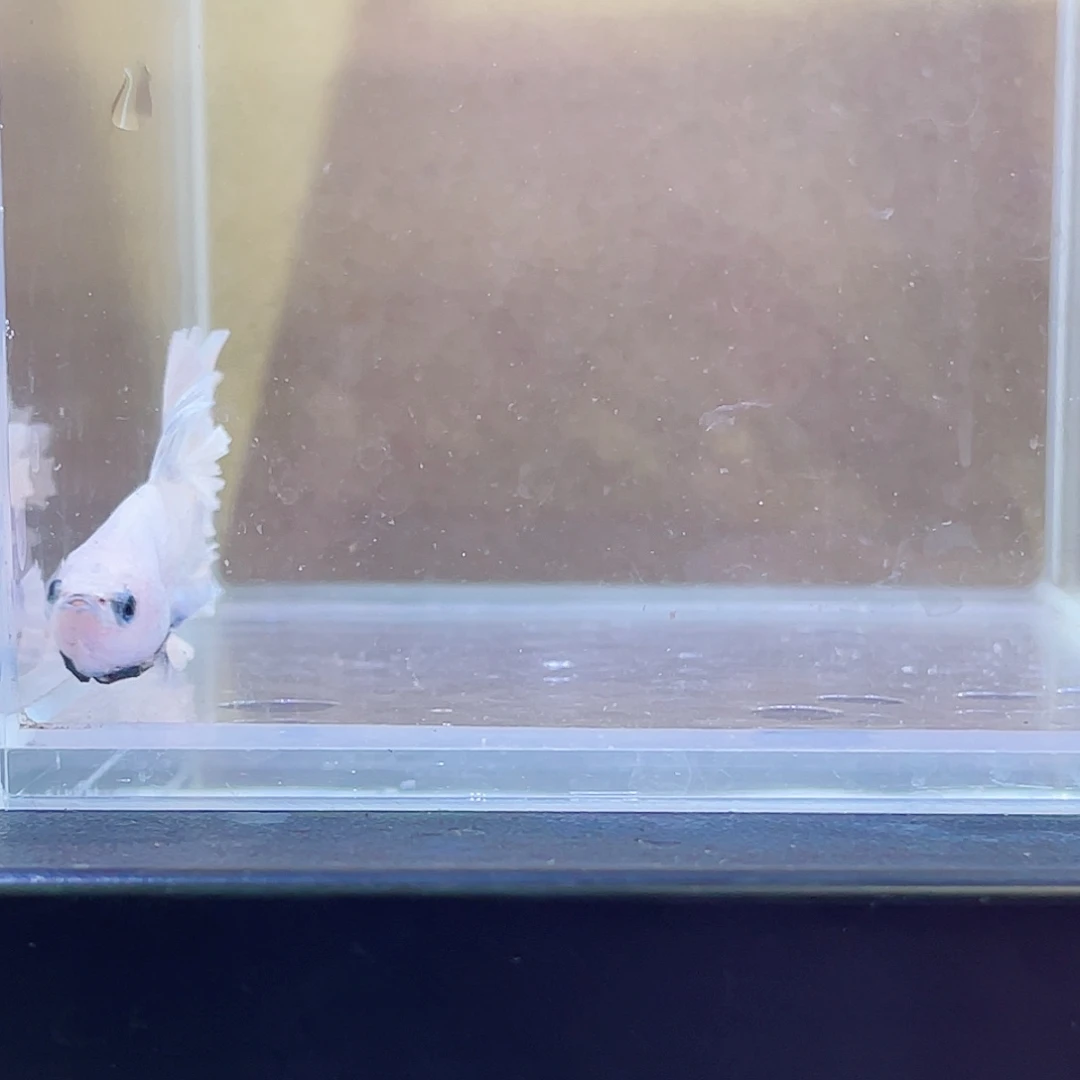 斗鱼跑单小黑屋89