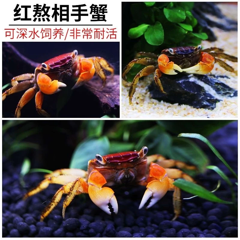 相手蟹宠物蟹观赏性耐活相守蟹招财蟹小朋友宠物桌面活体金鱼爬宠