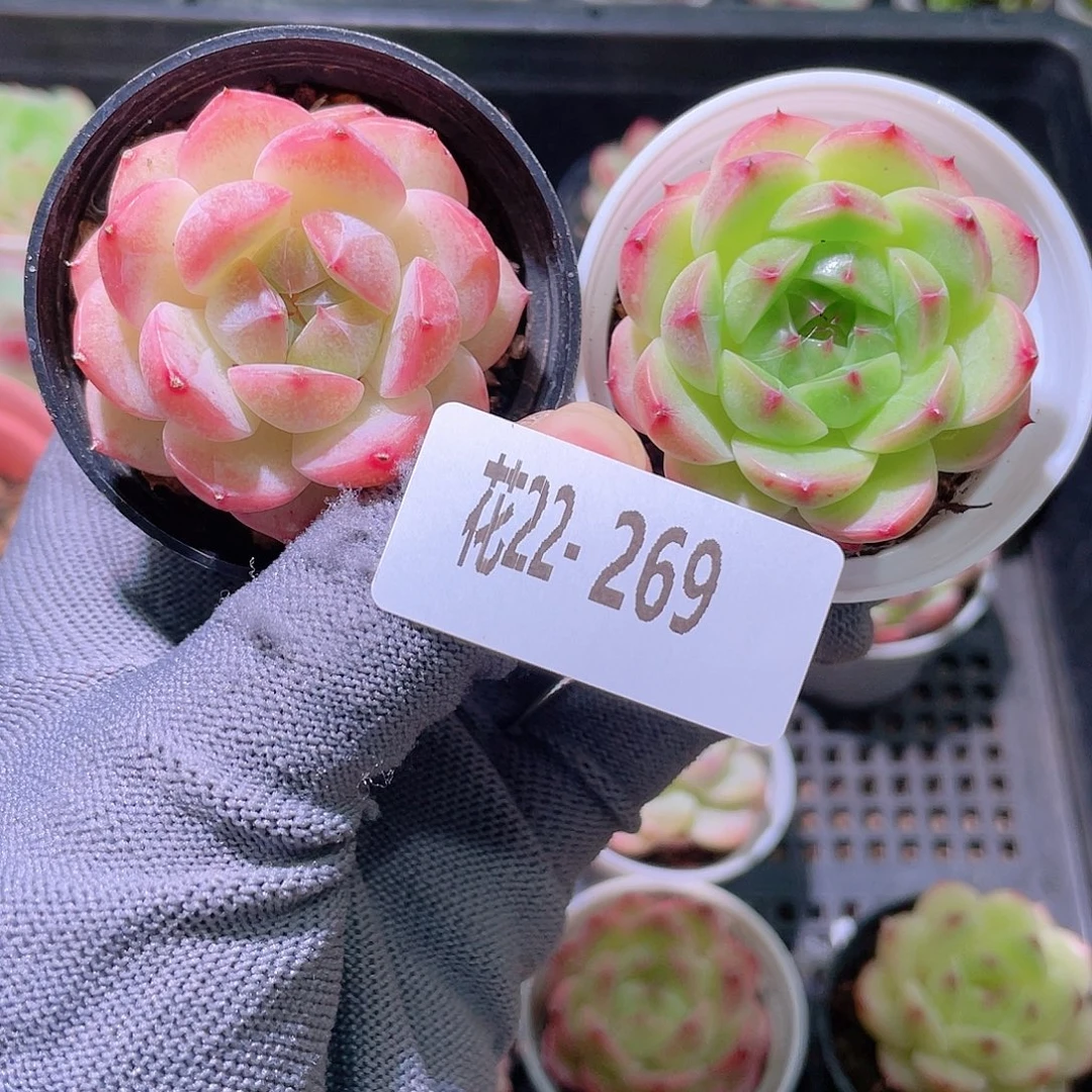 花利美22-269多肉2颗