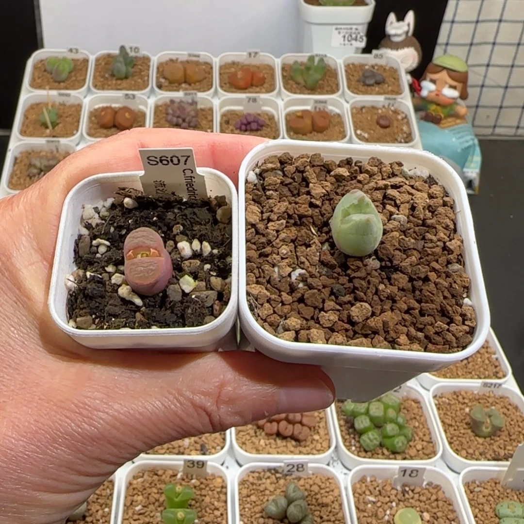 吧****肉锥多肉植物组合-有疤1065