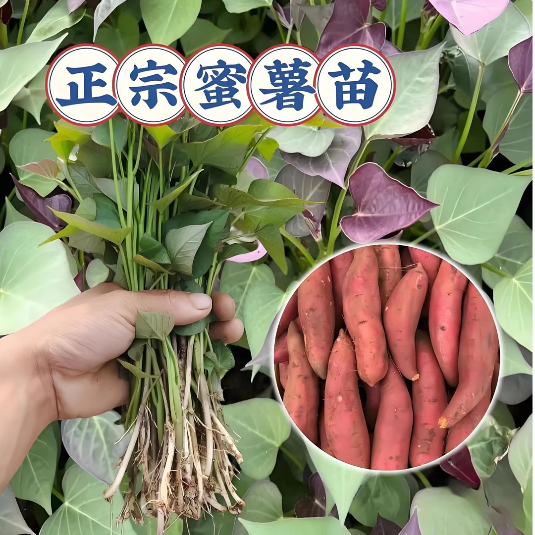 山东蜜薯25红薯苗.西瓜红.板栗薯.商薯19，济薯25.紫薯，各种红薯苗