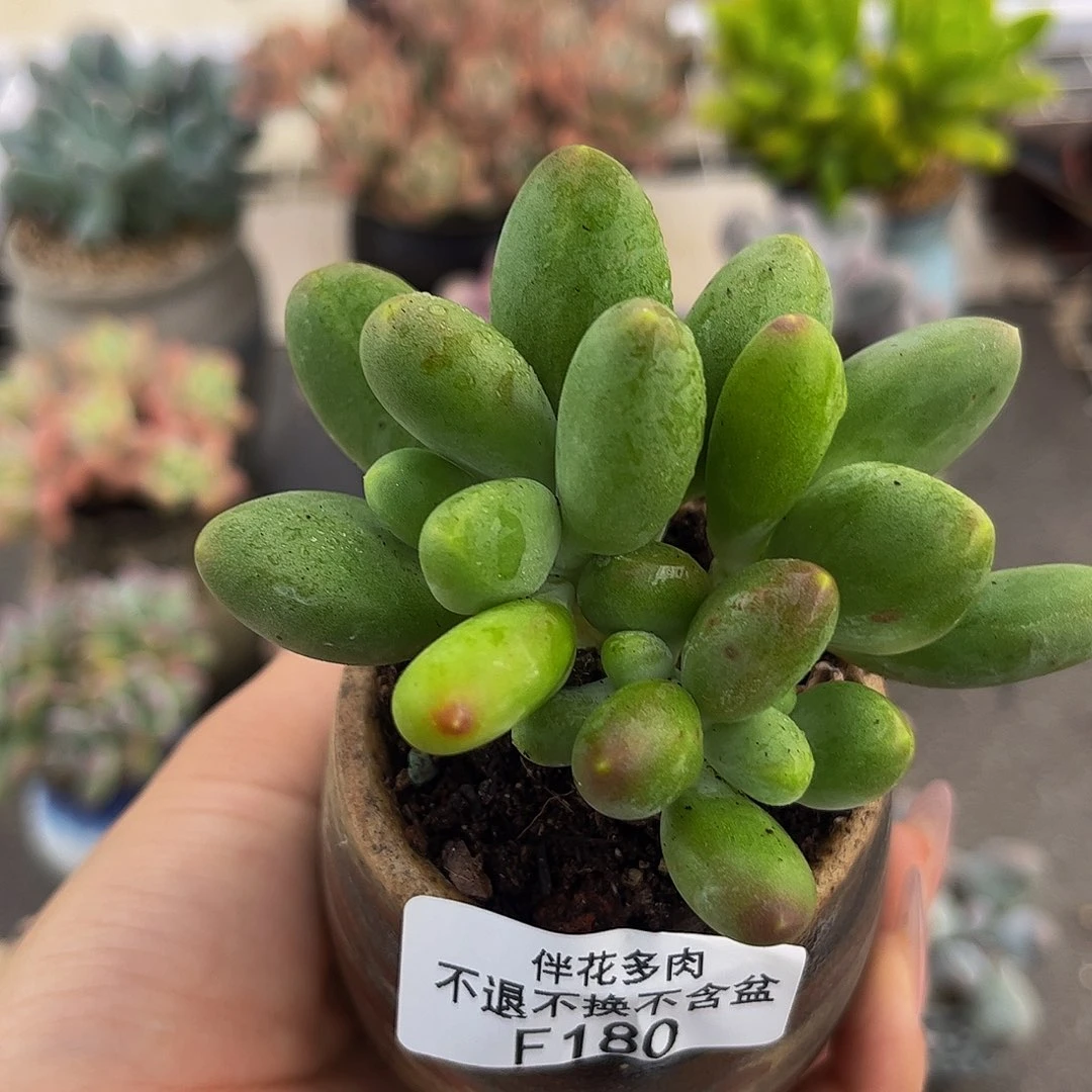 180-芒果奶多肉6cm