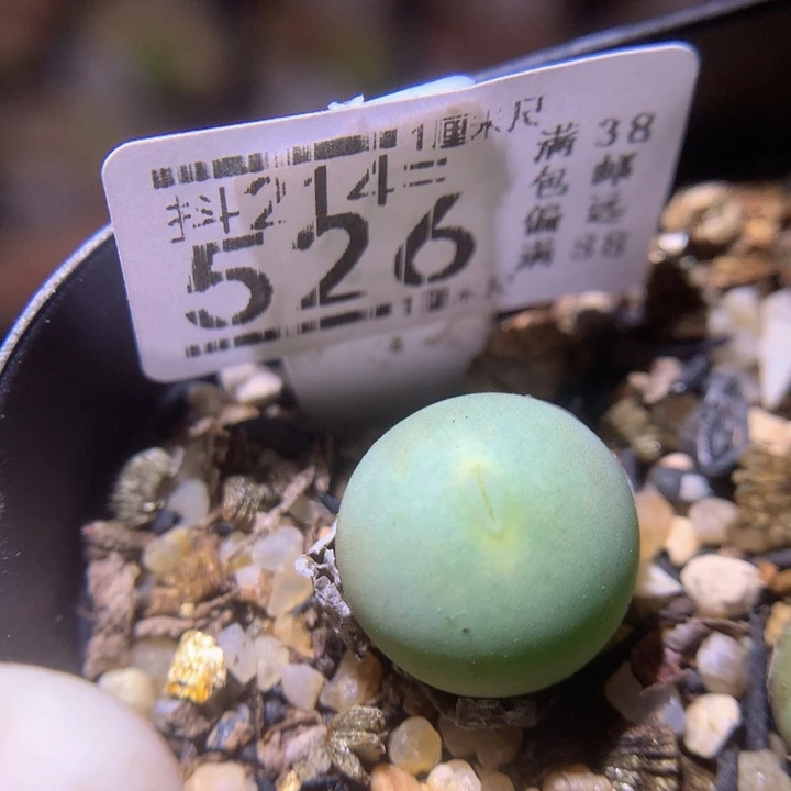 精品生石花214.526