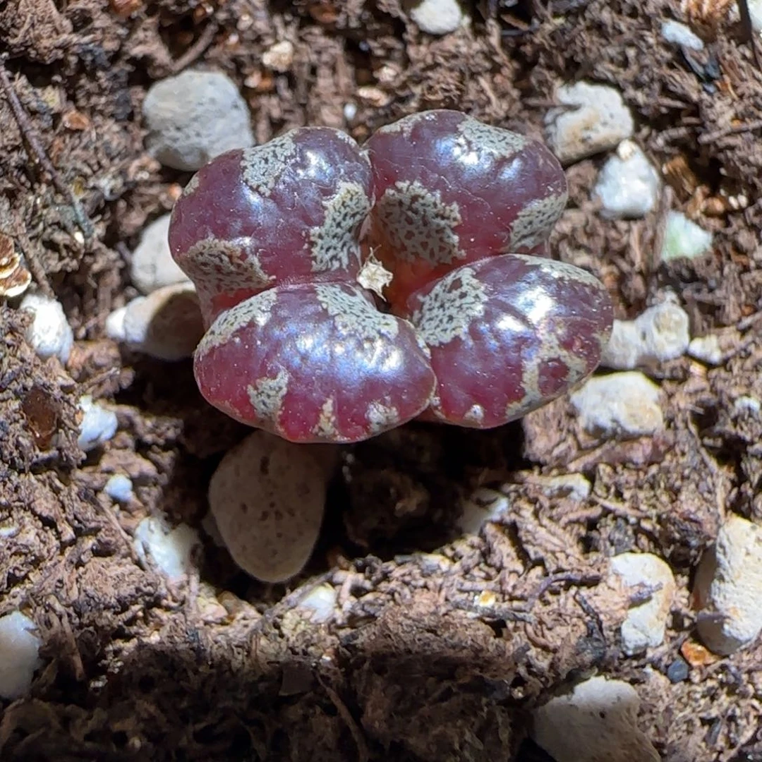 肉锥多肉植物组合-蝴蝶1139
