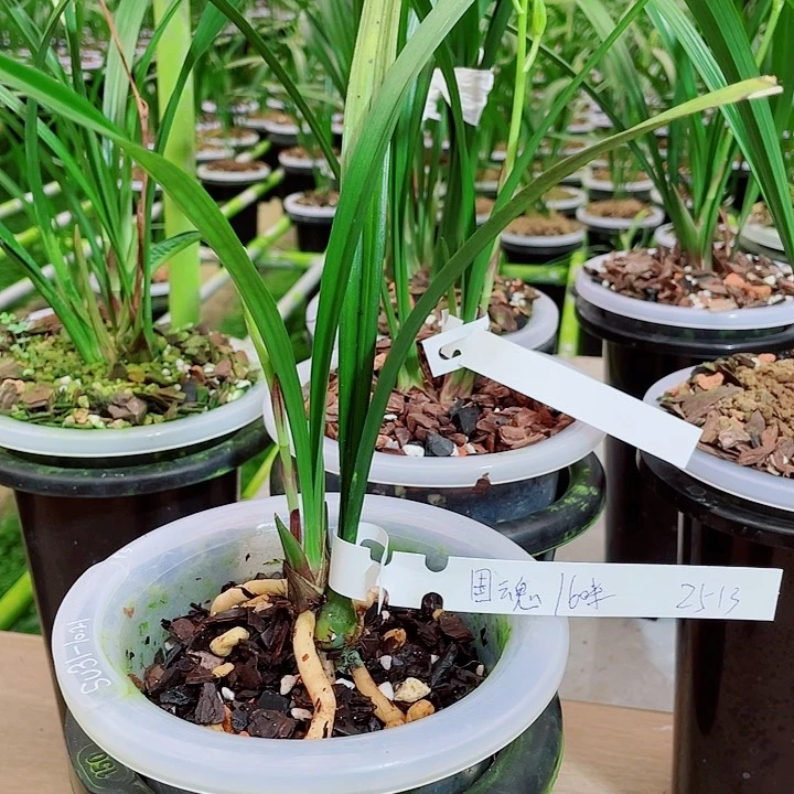 大部分花苞少量开放国魂