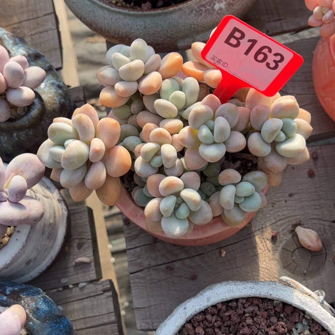 汤***。b163多肉植物啊啊啊啊