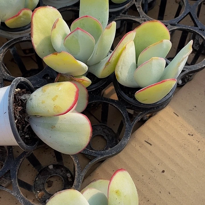 大白眉带盆土发货