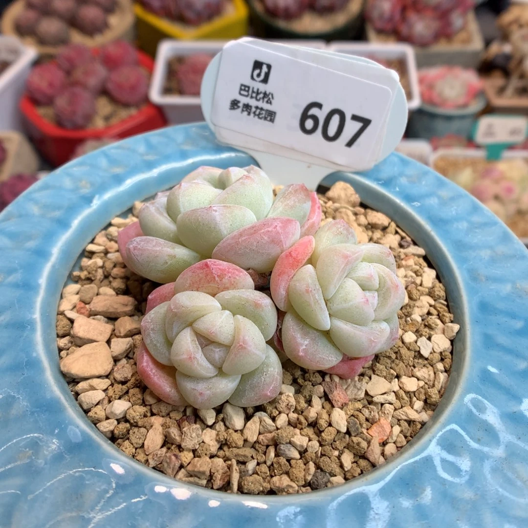 ღ**久607 粉透冰玉多肉