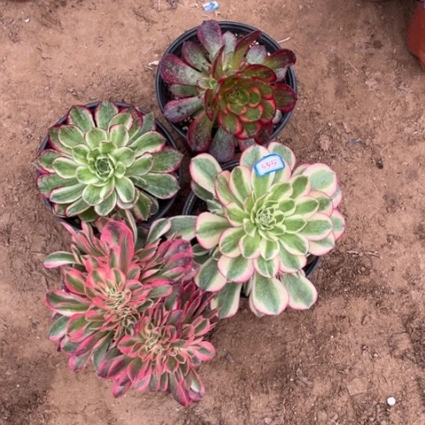 555多肉植物组合