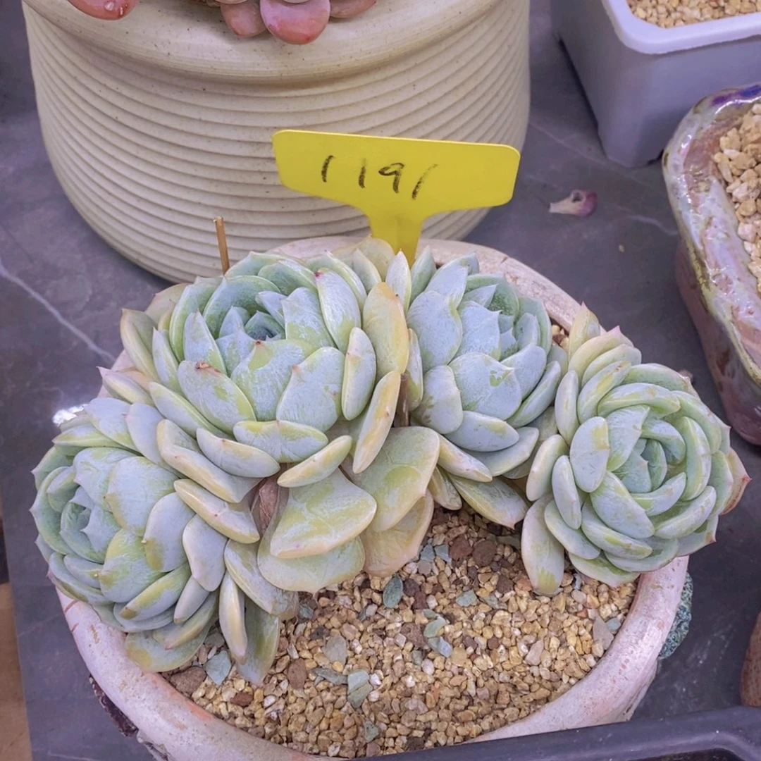 花****)开心多肉植物多肉