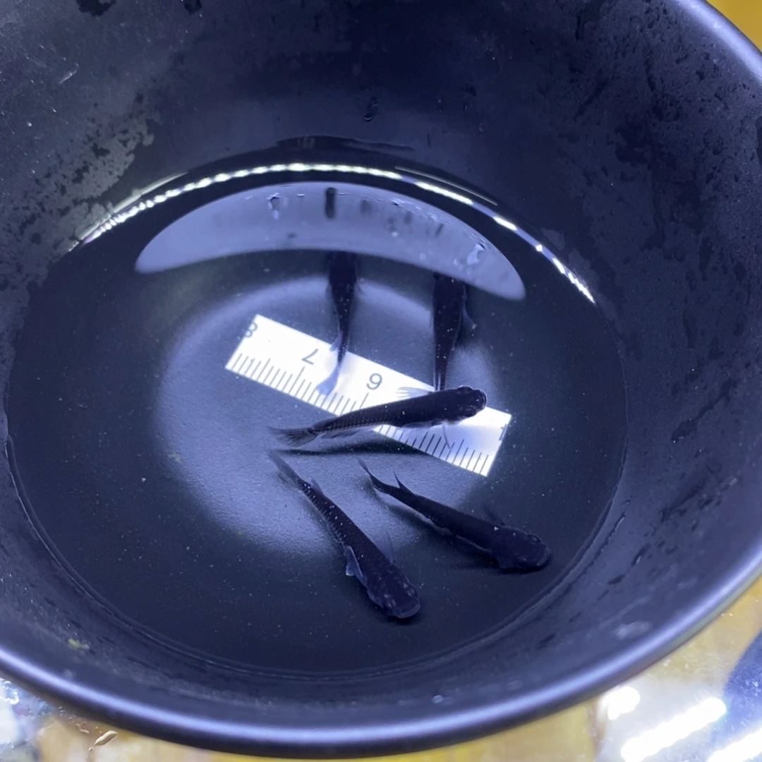 青鳉鱼耀变耀变30号