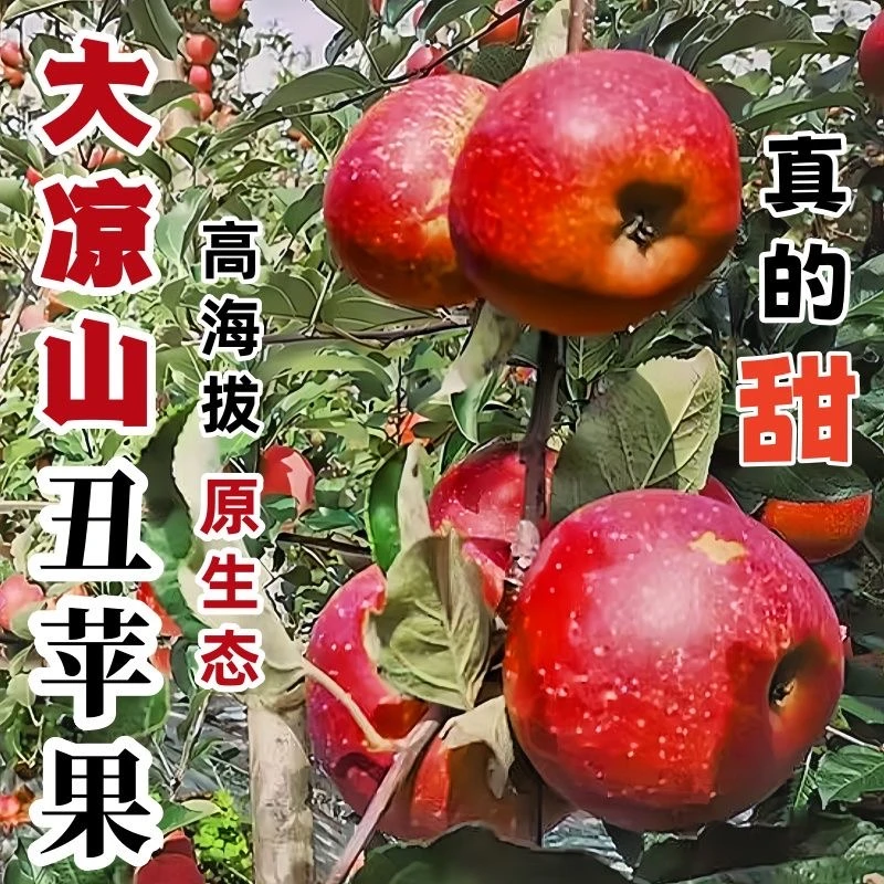 [爱心助农]四川大凉山盐源冰糖心丑苹果新鲜应季精品现摘红富士·