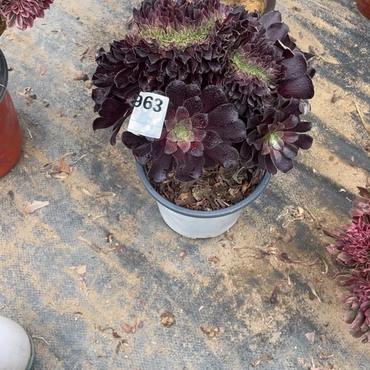 多肉欧紫缀化963