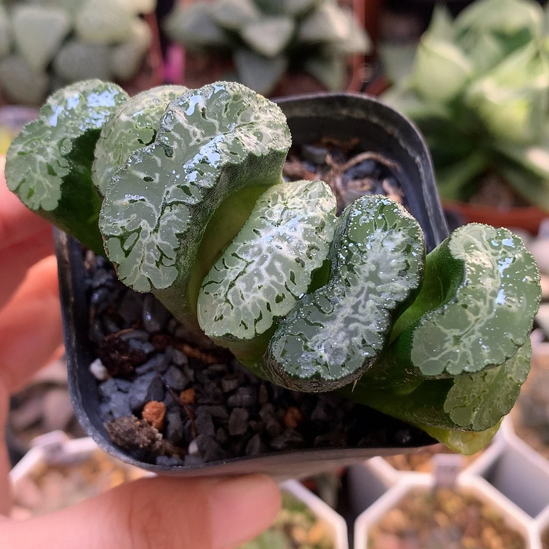 北斋玉扇带盆土发货