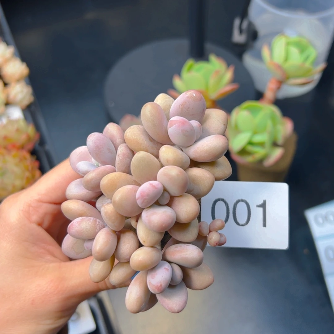 无土多肉一个……大的