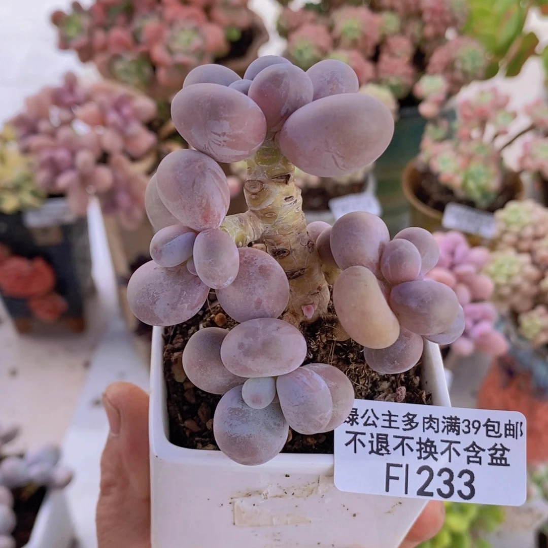 橙奶老桩5cm233多肉植物