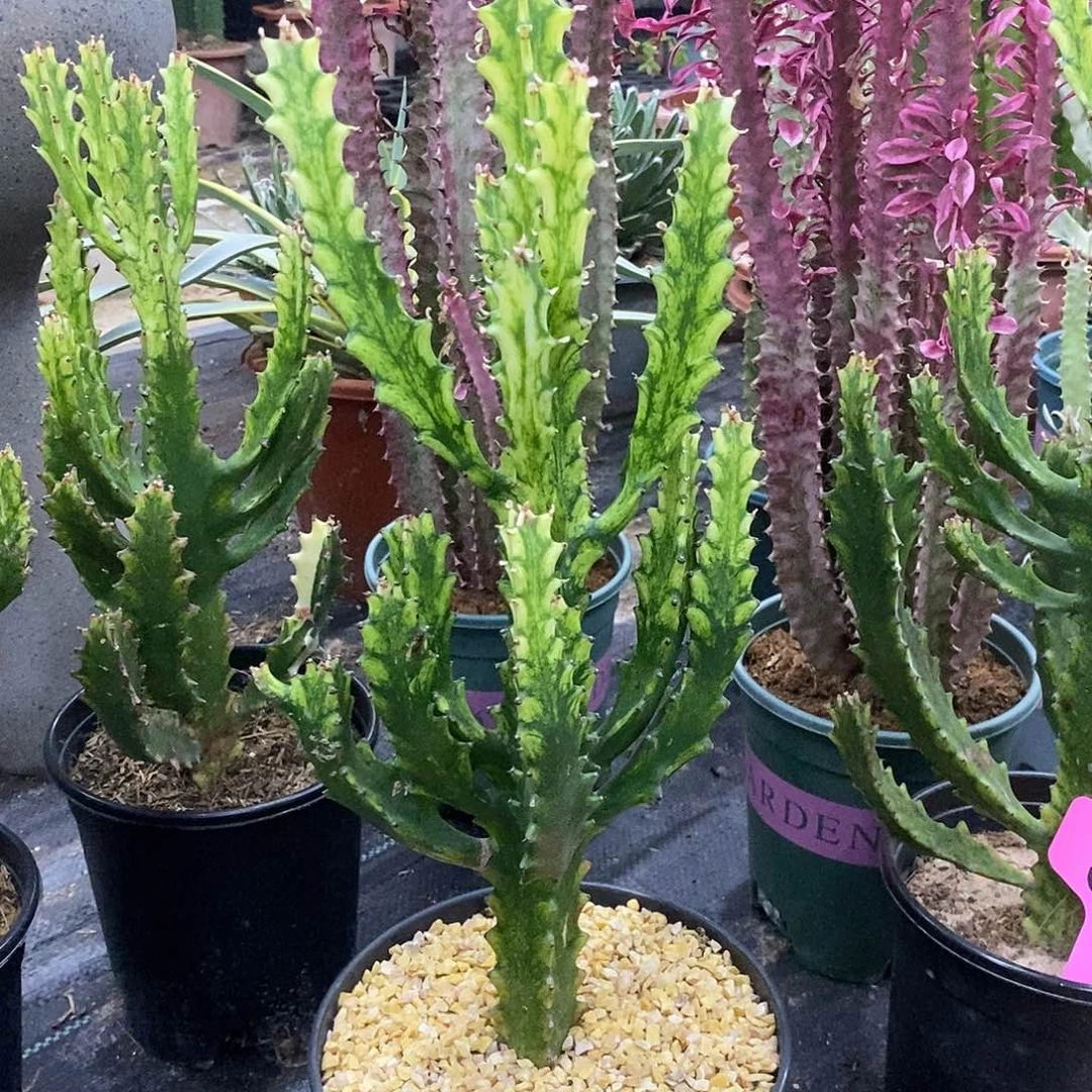 翡翠玉柱一物一拍