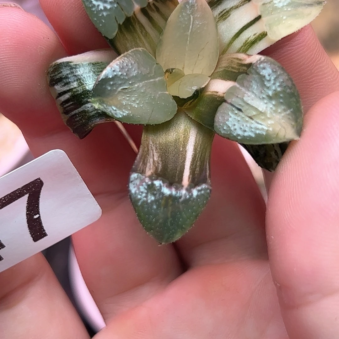 547红红火火恍恍惚惚