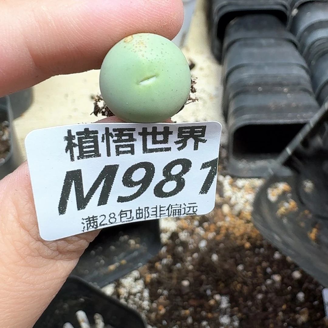 多肉植物的润泽地法