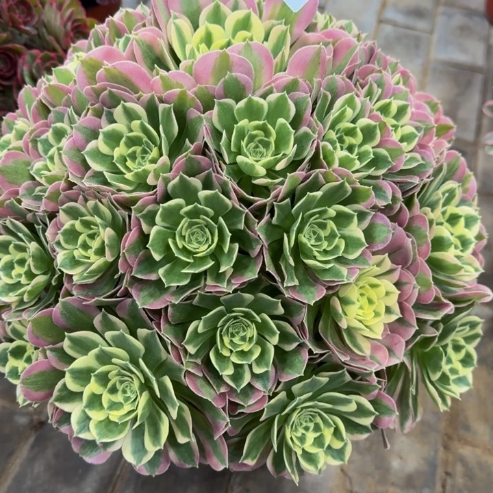 王**师白凤捧花141肉肉