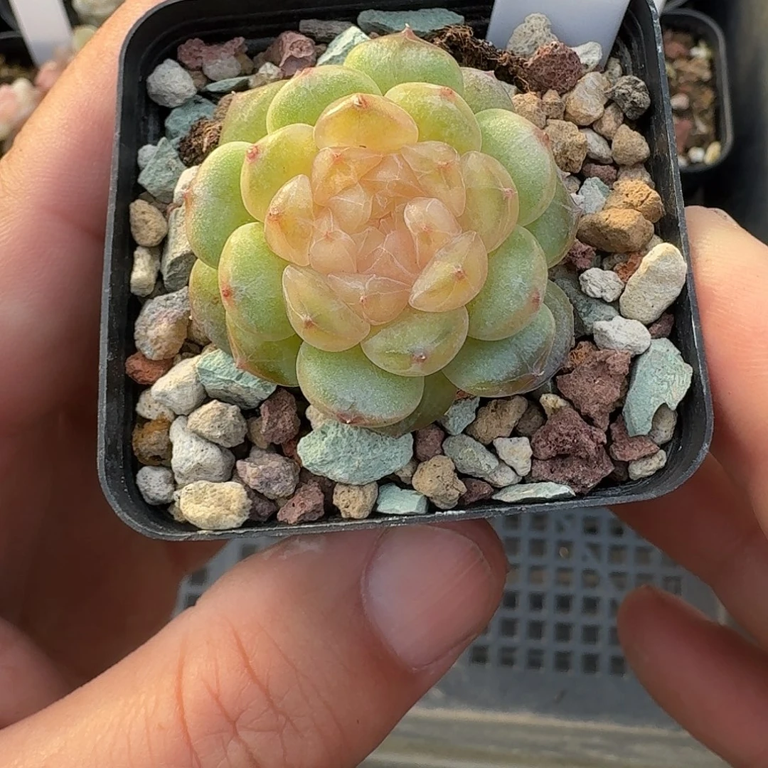 冰***i169号流莹单头一棵多肉植物