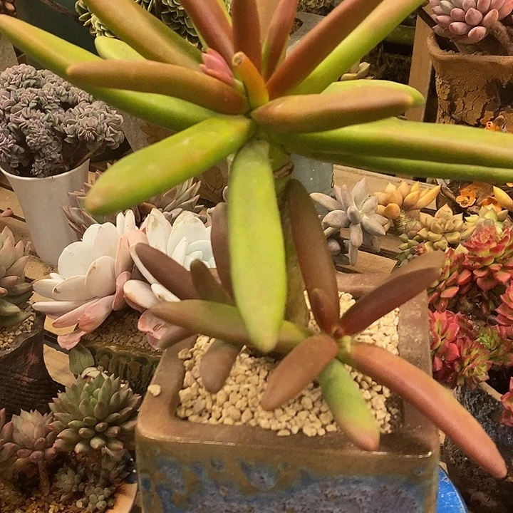 多肉植物肉肉植物