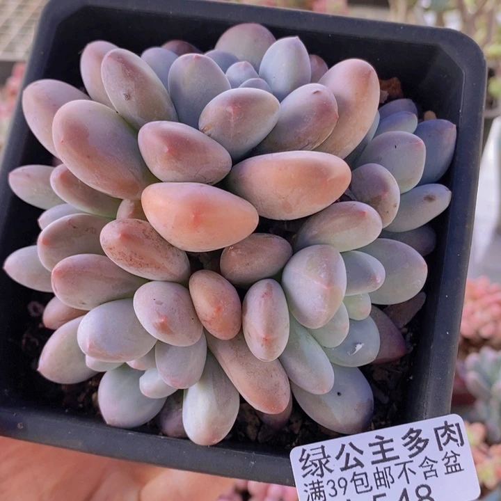 肥香水10cm548多肉植物