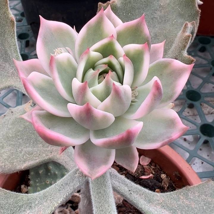 灵魂锦一物一拍锦龙