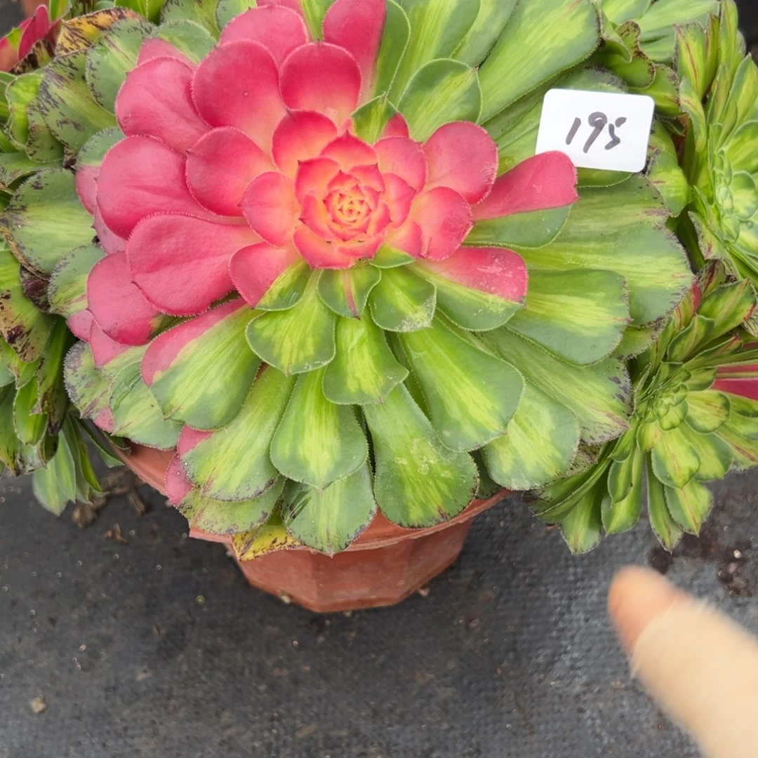 195知否炖肉植物洗衣