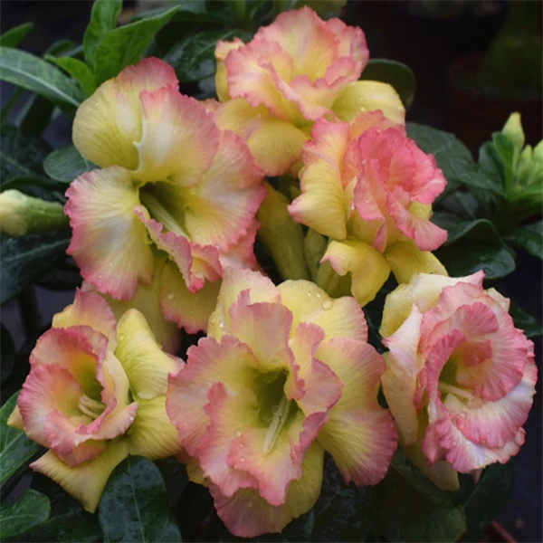 腾泓沙漠玫瑰 C56迎春花 重瓣沙漠玫瑰精品花色爆花款新品