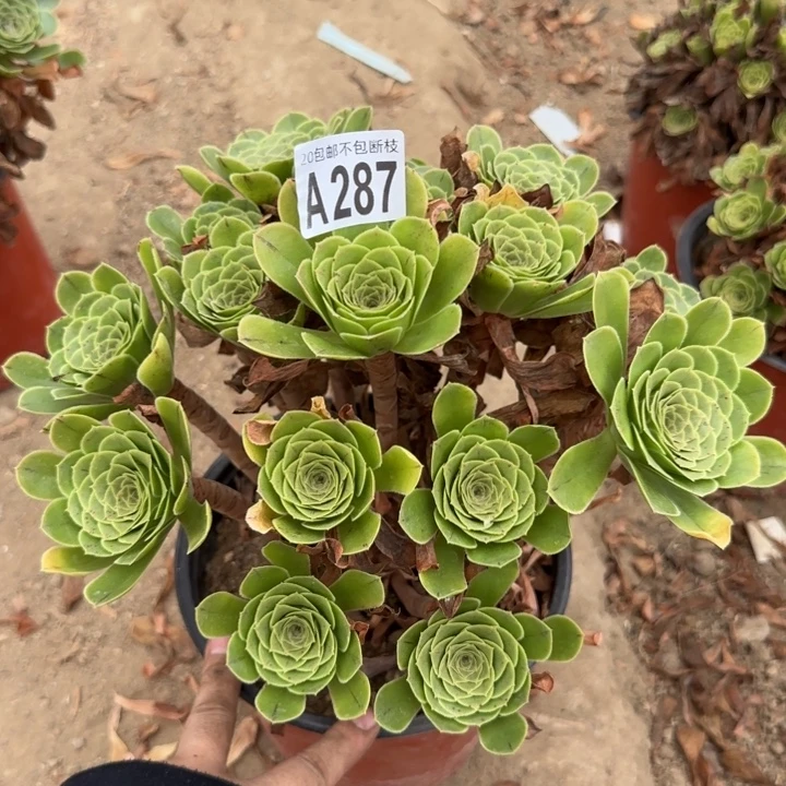 魅灵玫瑰……多肉植物……