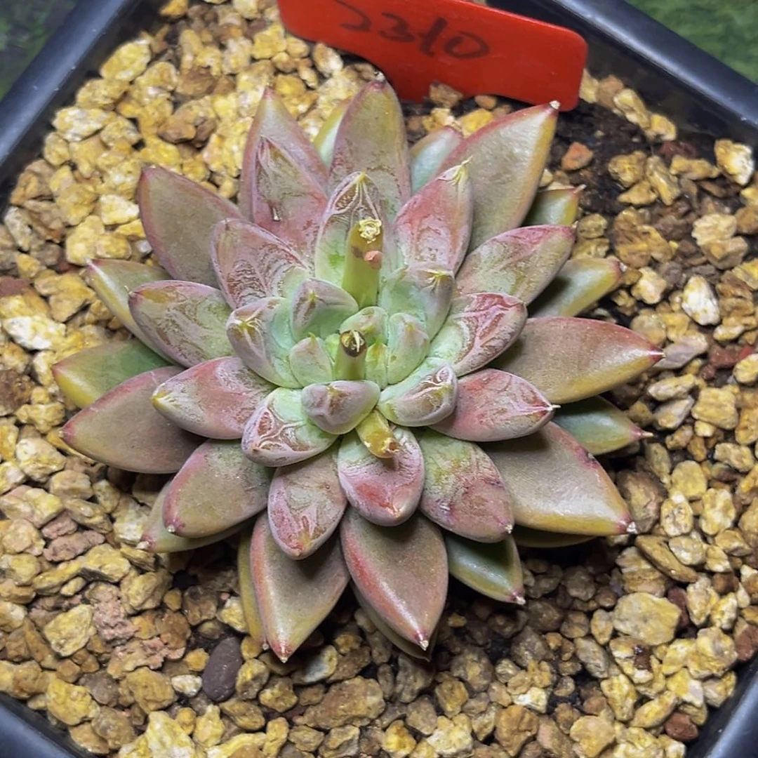 2310号晚上多肉植物群生多肉植物