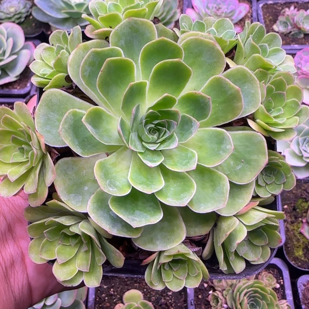 11厘米捧花玫瑰424242457575