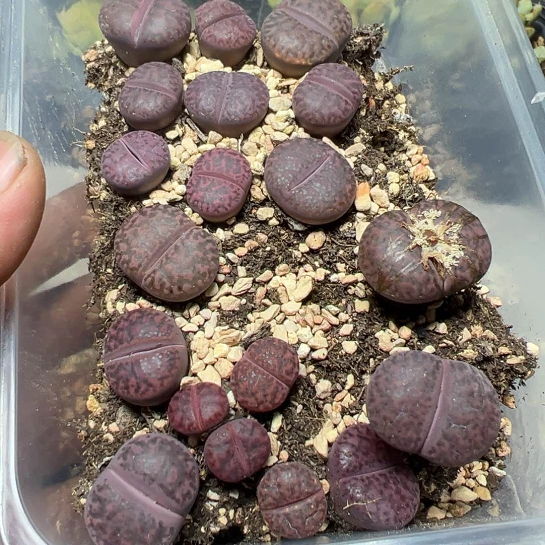 【闪购商品】 146。