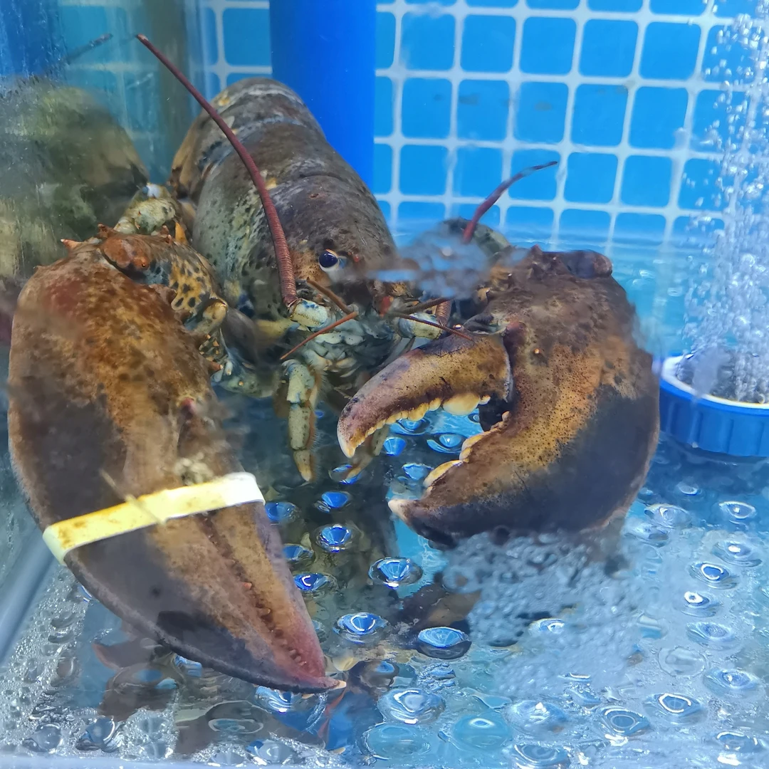 波士顿龙虾约750g