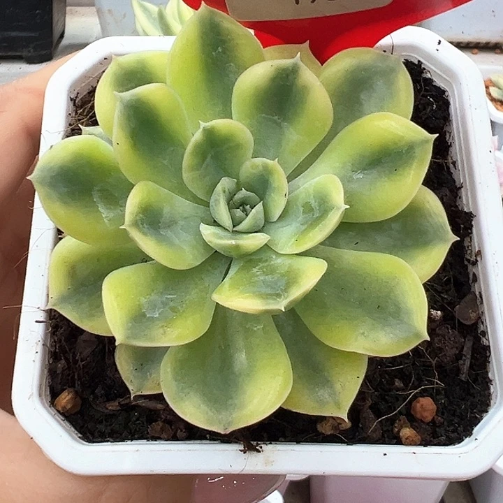 无花朵1983雪域蓝巴黎锦多肉植物