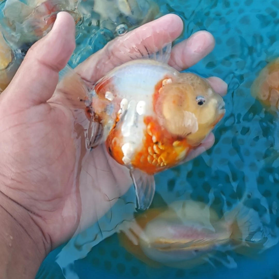 麒麟泰狮金鱼将军