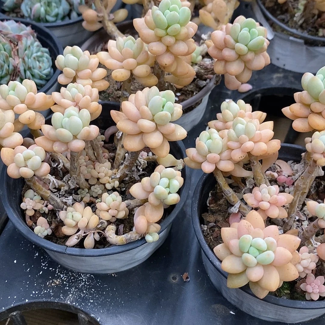 团。洛可可。福利多多