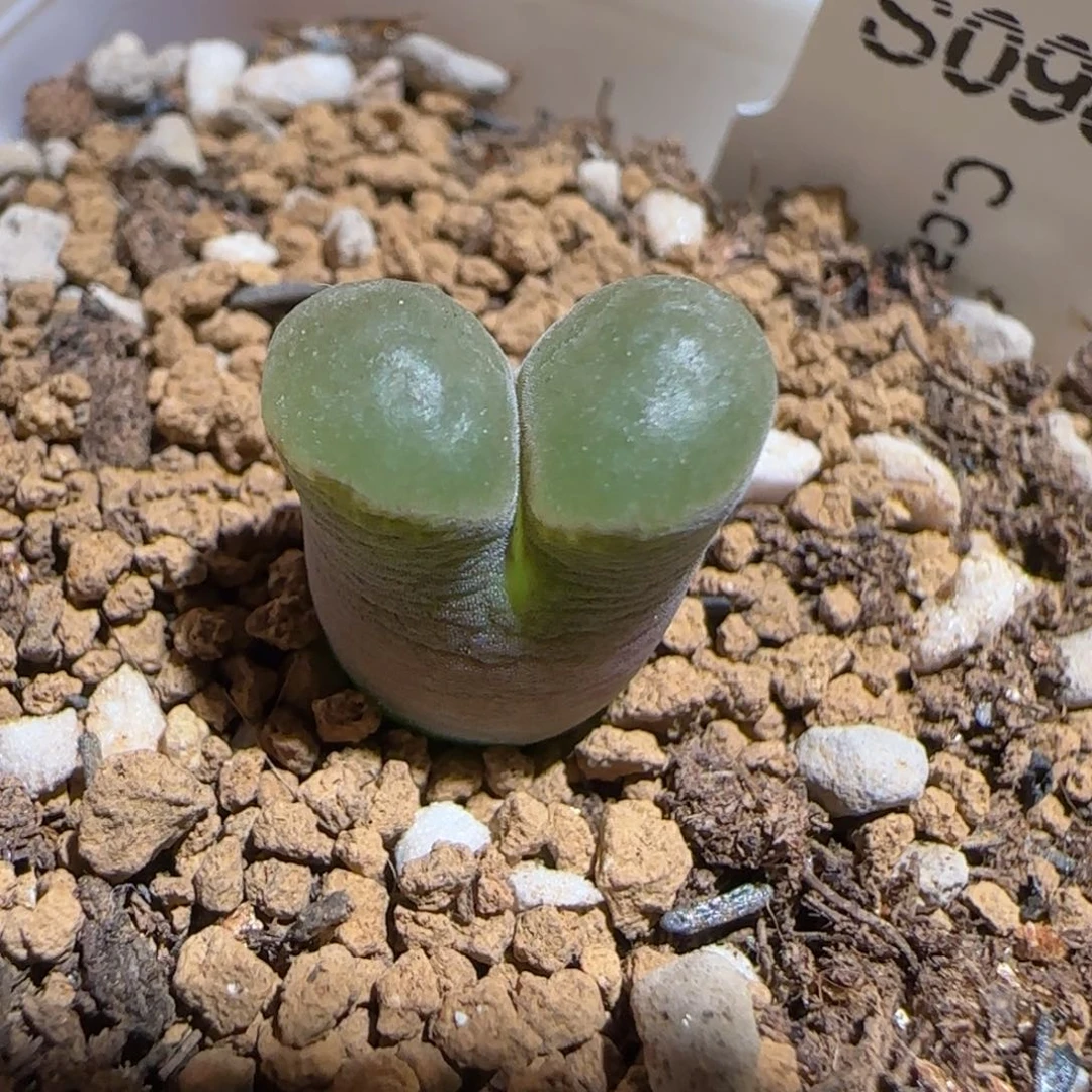 肉锥多肉植物组合-磁铁668
