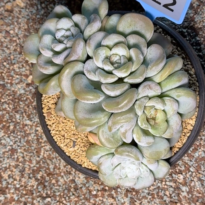 多肉植物玉麒麟022