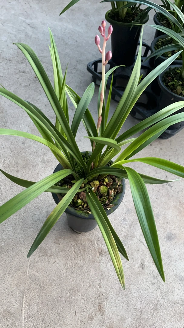 建兰兰花苗浓香型好养花卉绿植盆栽