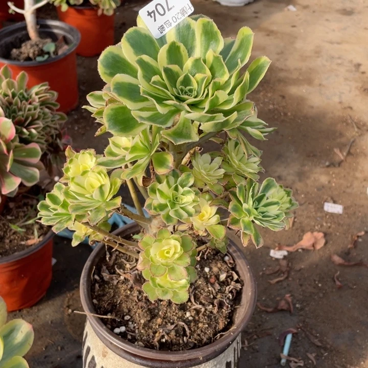 704白兰地多肉1，beiloquz