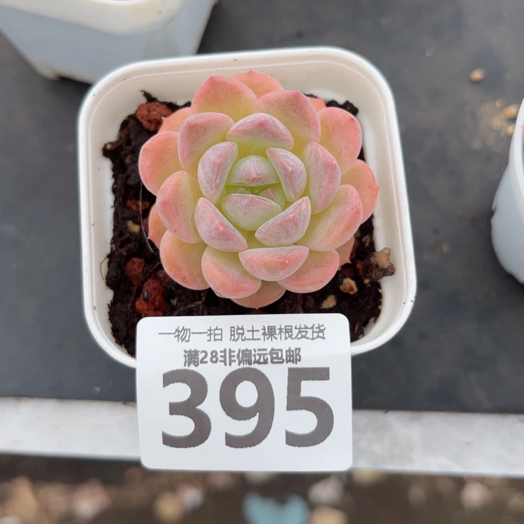 优选珍妮单头无盆土发货