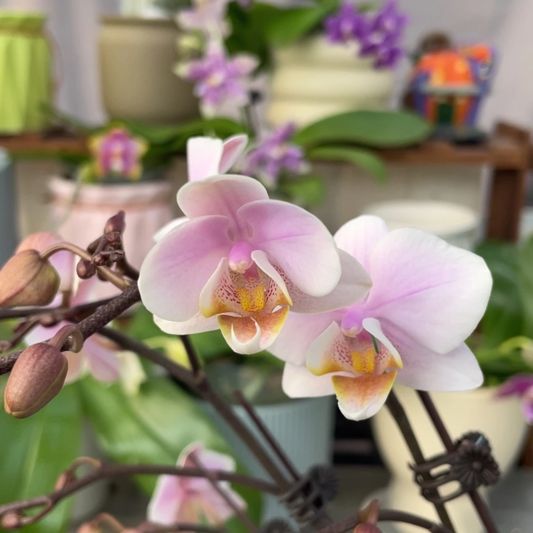 完全开放槟榔西施3.5寸